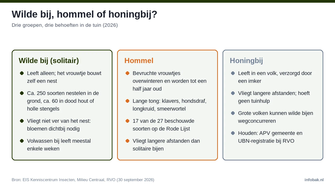 Vergelijking wilde bij, hommel en honingbij: leefwijze, vliegafstand, nestplek en wat ze in de tuin nodig hebben (2026)