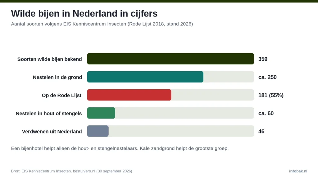 Wilde bijen in Nederland in cijfers: 359 soorten, 250 nestelen in de grond, 181 op de Rode Lijst, 60 in hout, 46 verdwenen